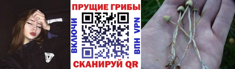 Купить  Краснокамск  Псилоцибиновые грибы прущие грибы 